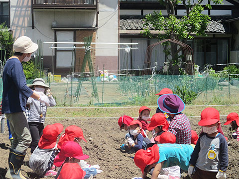 さつまいもの苗植え01