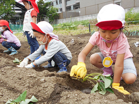 さつまいも苗植え04