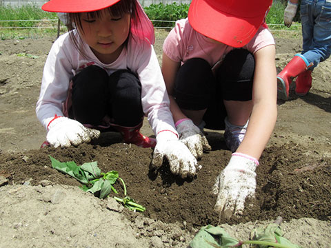 さつまいも苗植え06