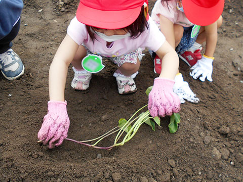 さつまいもの苗植え01