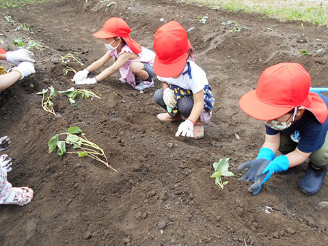 さつまいもの苗植え02