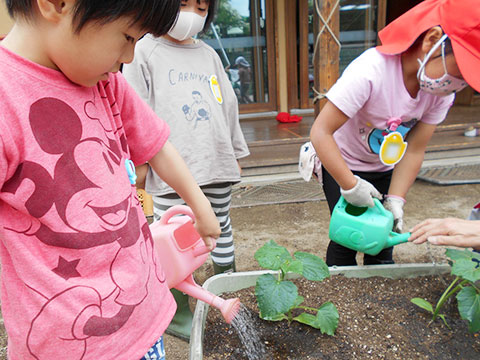 すみれ野菜づくり07