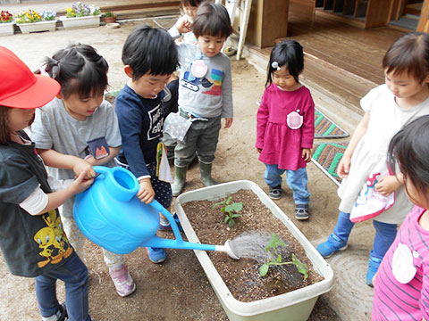 野菜の苗植え07