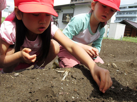 野菜の苗植え・種まき04