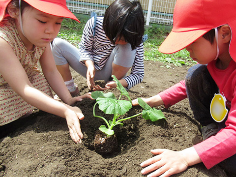 野菜の苗植え・種まき05