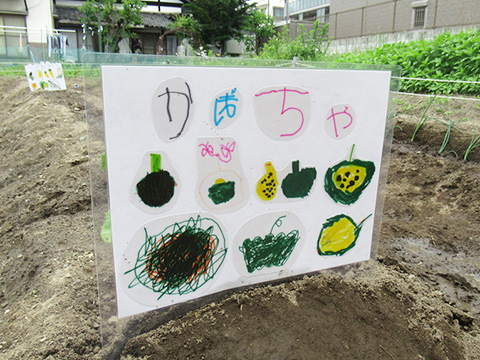 野菜の苗植え・種まき07