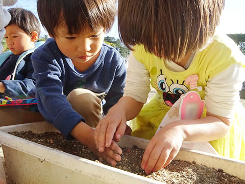 チューリップの球根植え05