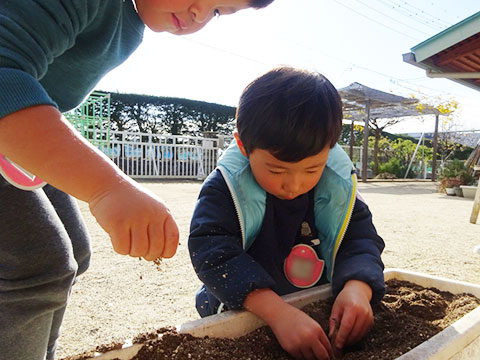 チューリップの球根植え06