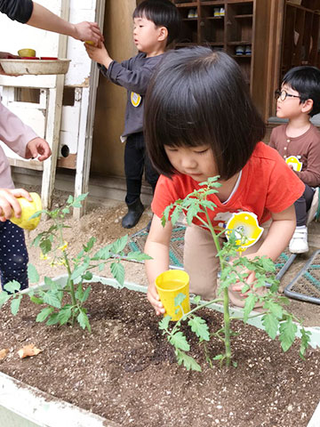 年少苗植え06