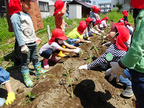 さつまいも苗植え02