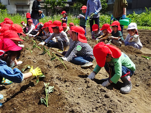 さつまいも苗植え04