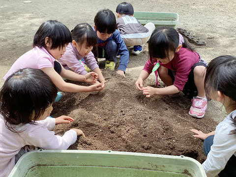 野菜の苗植え・種まき01