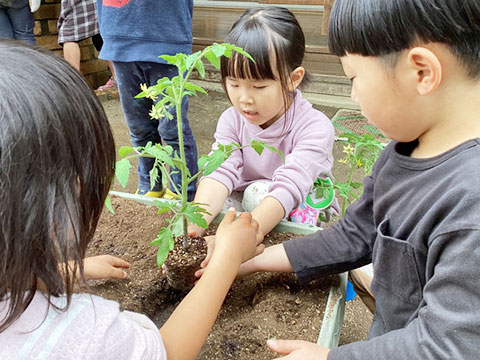 野菜の苗植え・種まき03