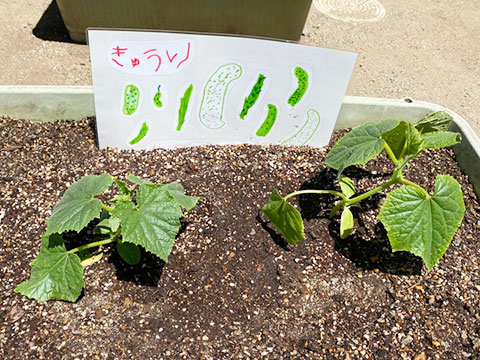 野菜の苗植え・種まき08