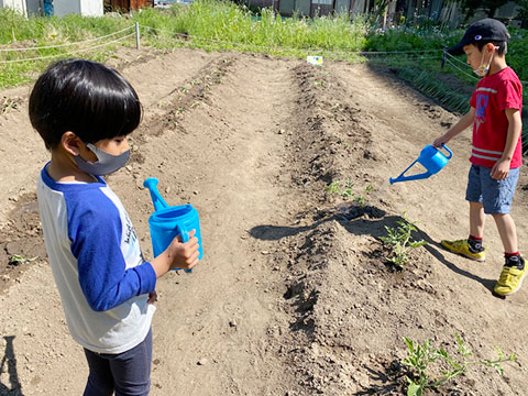 野菜の苗植え・種まき10