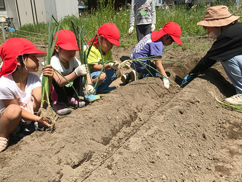 野菜の苗植え・種まき18