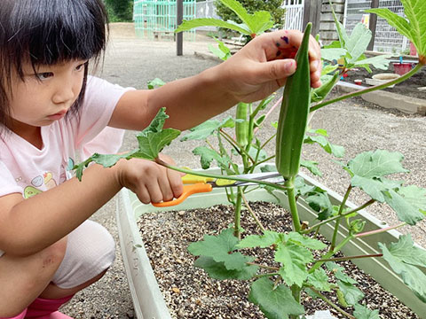 夏野菜の収穫03