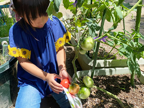 夏野菜の収穫05