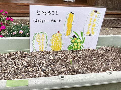 野菜の苗植え07