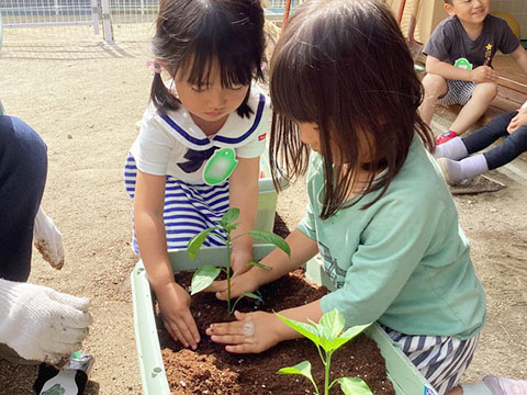 野菜の種まき・苗植え-04
