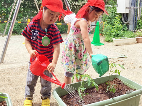 野菜の種まき・苗植え-07