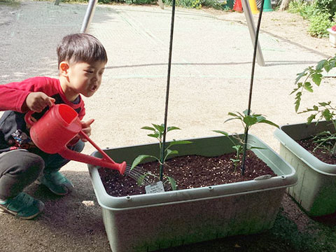 野菜の種まき・苗植え-08