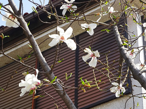 始園式01