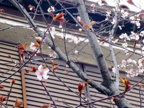 桜