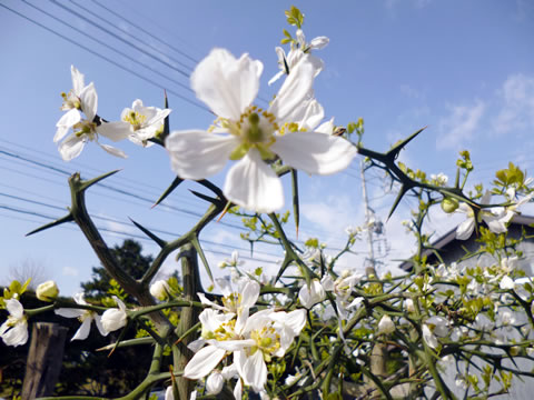 からたちの花