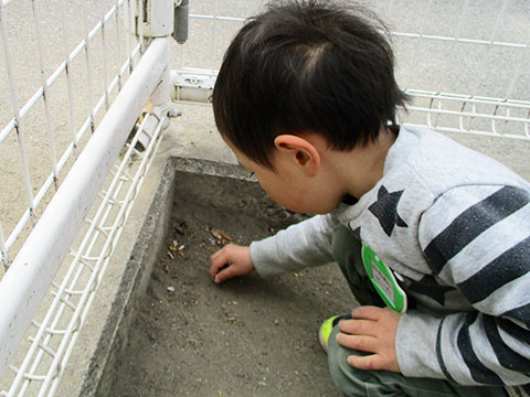 たんぽぽさん（年少児）の一日-10