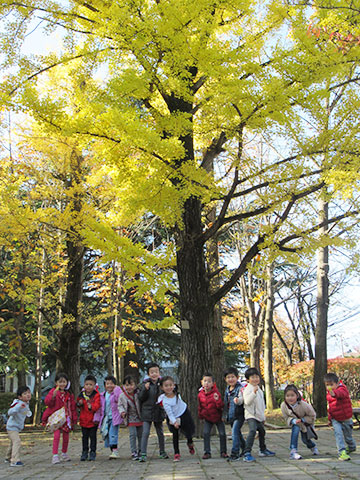 感謝祭礼拝いちょうお届け-17