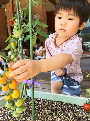 夏野菜の収穫02