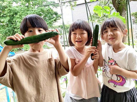 夏野菜の収穫06