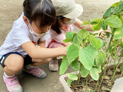 野菜収穫01