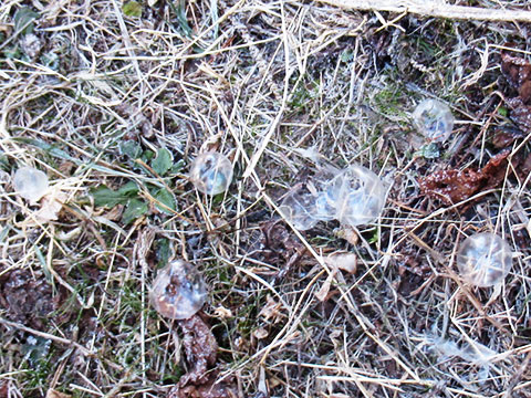 しゃぼん玉凍る06