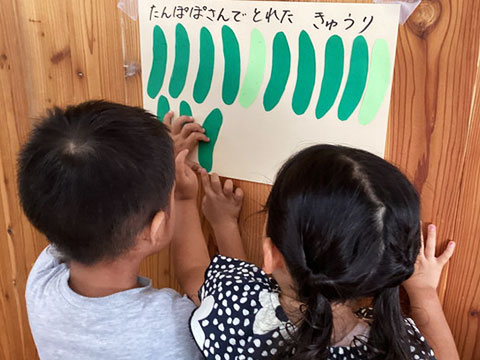 キュウリの収穫07