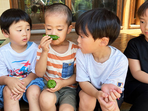 野菜の収穫05